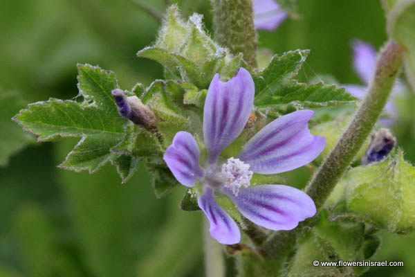 Lavatera cretica, Malva linnaei, Smaller Tree Mallow,Cornish Mallow, מעוג כרתי