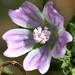 Lavatera cretica, Israel, Pink Flora, Wildflowers