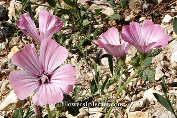 Lavatera trimestris, Queen Mallow, Rose Mallow, מעוג אפיל