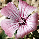 Lavatera trimestris, Israel, Pink Flora, Wildflowers