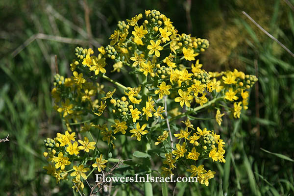 Leontice leontopetalum, Leontice, Rakaf, Lion's foot, Lion's Leaf, Lion's Turnip, ערטנית השדות, رجل الأسد 