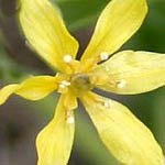 Leontice leontopetalum, ישראל, פרחים, פרחי בר, פרחים צהובים