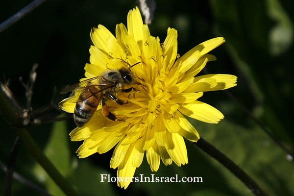 Leontodon tuberosus, Thrincia tuberosa, Bulbous Dandelion, קרם   כתמה עבת-שורשים,  ,يعضيض عسقولي 