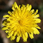 Thrincia tuberosus, Flowers, Israel, flora