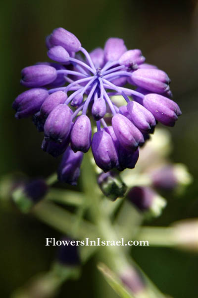 Fleurs sauvages, Wildblumen, Fiori, флоры, Flores Silvestres, زهور