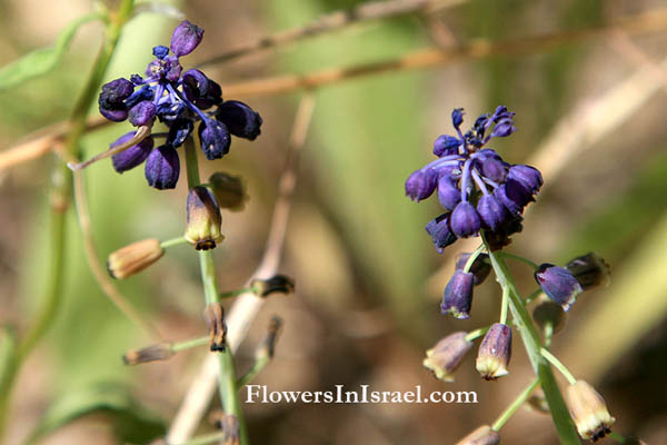 Leopoldia bicolor,Leopoldia maritima, Coastal leopoldia, מצילות החוף