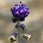 Leopoldia bicolor, Israel, Violet colored Wildflowers