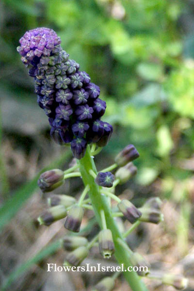 Fleurs sauvages, Wildblumen, Fiori, флоры, Flores Silvestres, زهور