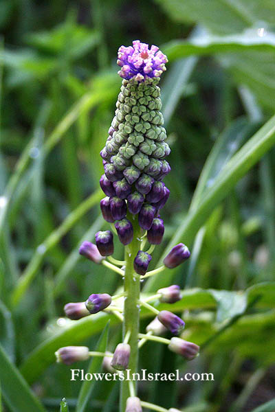 Leopoldia comosa, Purple Grape Hyacinth, מצילות מצוייצות