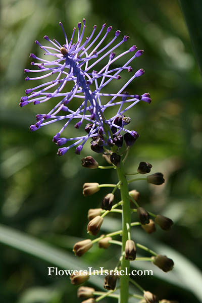 Flowers in Israel