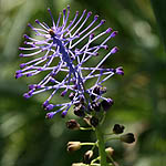 Leopoldia comosa, Israel Wildflowers, Send flowers online