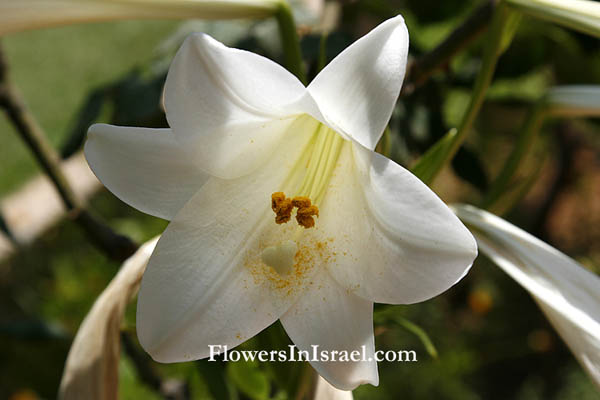 Lilium candidum, Madonna Lily,لسوسن الأبيض, שושן צחור