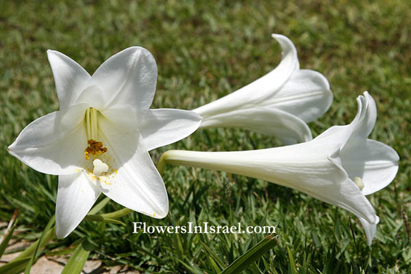 Lilium candidum, Madonna Lily,שושן צחור