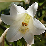 Lilium candidum, Flora, Israel, wild flowers