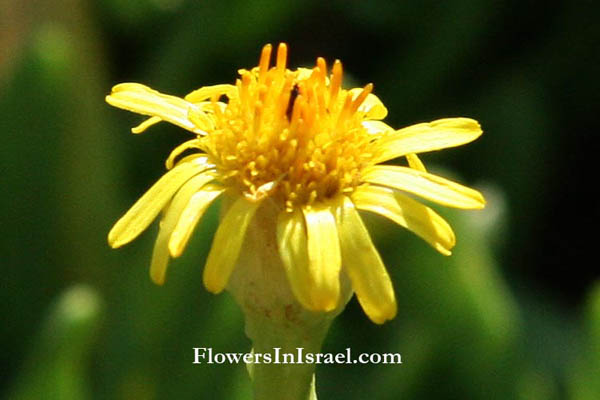 Limbarda crithmoides, Inula crithmoides, Jacobaea crithmoides, Eritheis maritima, Golden samphire, בן-טיון בשרני , طيون ملحي 