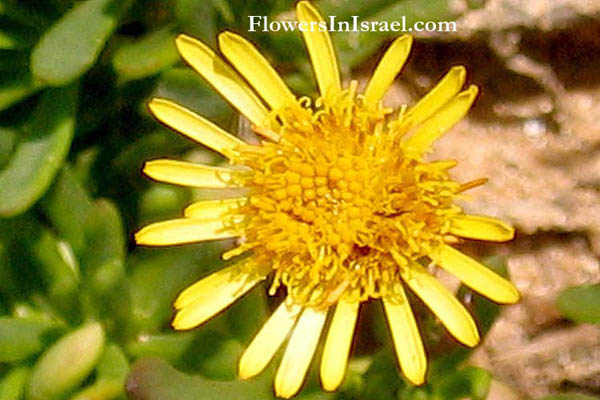 Limbarda crithmoides, Inula crithmoides, Jacobaea crithmoides, Eritheis maritima, Golden samphire, בן-טיון בשרני , طيون ملحي 