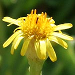 Limbarda crithmoides, ישראל, פרחים, פרחי בר, פרחים צהובים