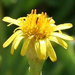 Limbarda crithmoides, Israel Wildflowers, Send flowers online