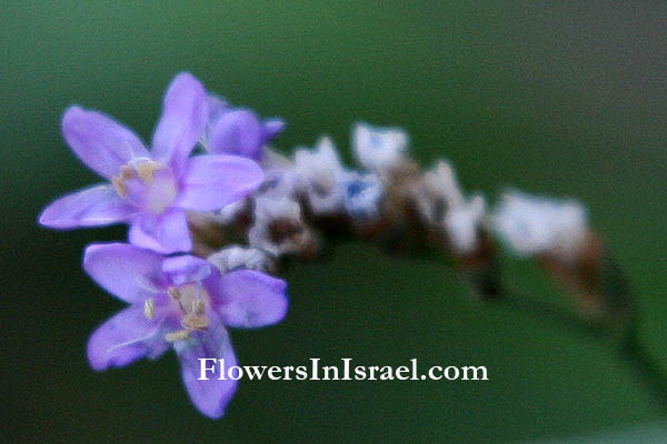 Bloemen in Israel, Wilde Bloemen