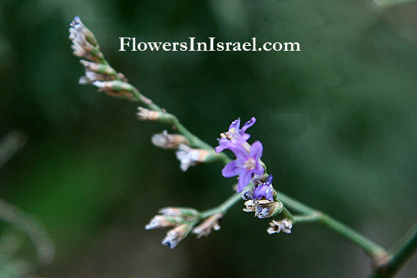 Limonium angustifolium, Limonium meyeri, Limonium vulgare, Statice limonium , Swamp sea-lavender, البهمن,עדעד הביצות