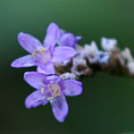 Limonium narbonense, Israel, wild purple flowers