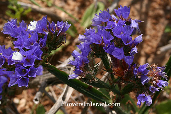 Bloemen in Israel, Wilde Bloemen