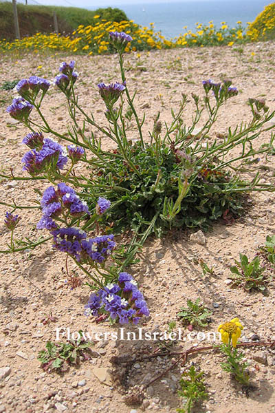 Limonium sinuatum, Statice sinuata, Cut-Leaf Sea-Lavender, עדעד כחול, العويذران المتعرج 