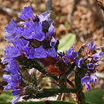 Limonium sinuatum, Israel Wildflowers, cream flowers