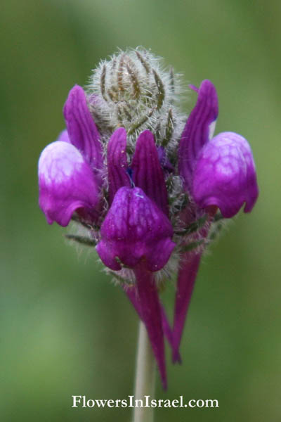 Bloemen in Israel, Wilde Bloemen