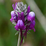 Linaria joppensis, Israel Wildflowers, Send flowers online