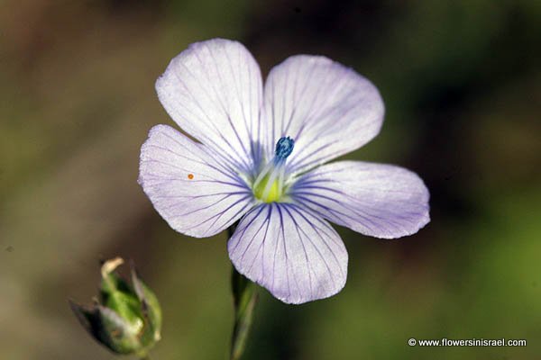 Linum bienne, Linum angustifolium,Pale Flax, Fîtâs,كتان محول ,פשתה צרת-עלים