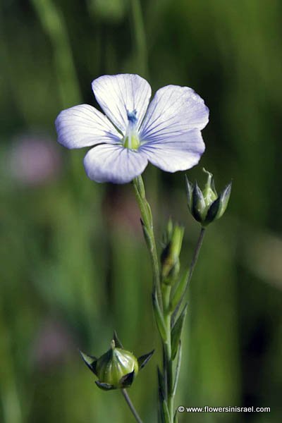 Linum bienne, Linum angustifolium,Pale Flax, Fîtâs, פשתה צרת-עלים,  كتان محول 