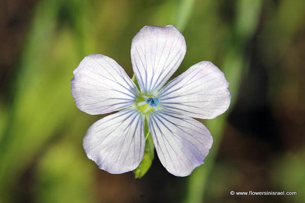 Linum bienne, Linum angustifolium,Pale Flax, Fîtâs,كتان محول ,פשתה צרת-עלים