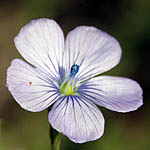 Linum bienne, Linum angustifolium,Pale Flax, Fîtâs, פשתה צרת-עלים