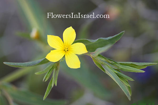 Linum nodiflorum, Linum luteolum, Flax, פשתה מצויה, كتان عقدي الزهر