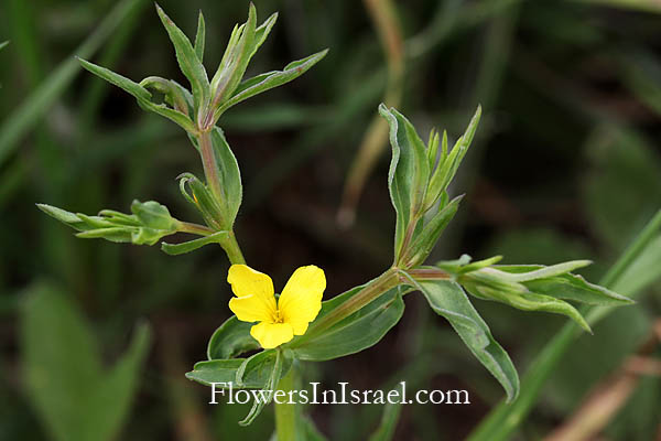 Linum nodiflorum, Linum luteolum, Flax, كتان عقدي الزهر ,פשתה מצויה