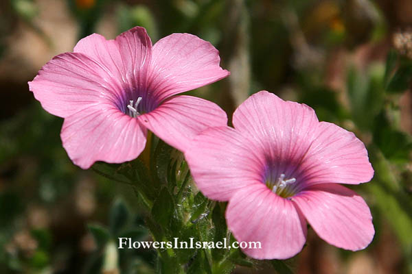 Linum pubescens, Hairy Pink Flax, آتان زهري, פשתה שעירה 