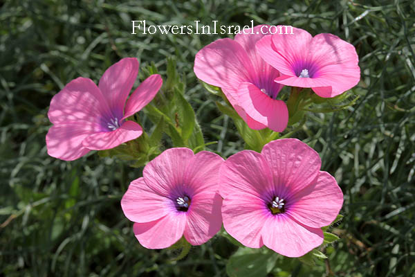 Linum pubescens, Hairy Pink Flax, آتان زهري, פשתה שעירה 