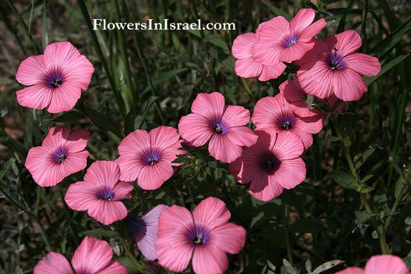 Linum pubescens, Hairy Pink Flax, آتان زهري, פשתה שעירה 