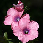 Linum pubescens, Israel, Violet colored Wildflowers