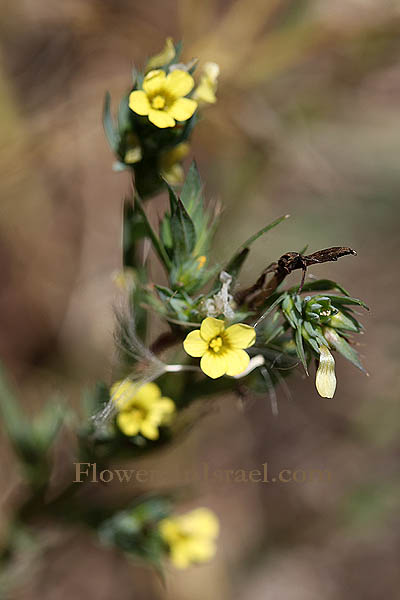 Linum strictum, Upright Flax, كتان ,פשתה אשונה