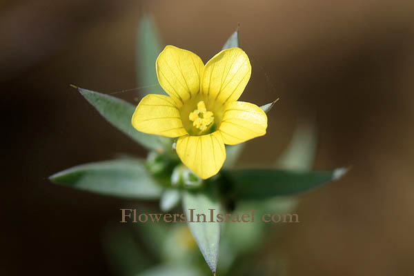 Linum strictum, Upright Flax, פשתה אשונה, كتان