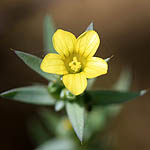 Linum pubescens, ישראל, פרחים, פרחי בר, פרחים צהובים