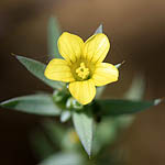 Linum pubescens, Israel Wildflowers, Send flowers online