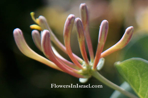 Lonicera etrusca, Italian Honeysuckle, יערה איטלקית