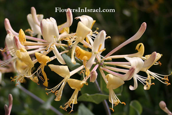 Israel wild flowers and native plants