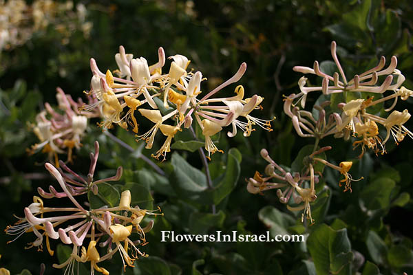 Lonicera etrusca, Italian Honeysuckle, יערה איטלקית