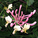 Lonicera etrusca, Israel, wild purple flowers