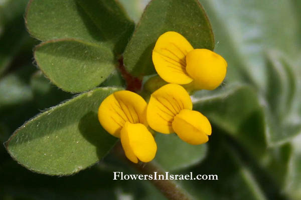 Lotus collinus, Lotus judaicus, Lotus longisiliquosus, Judean Bird's Foot Trefoil, לוטוס יהודה