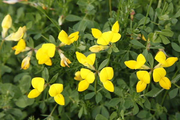 Lotus corniculatus, Lotus ambiguus, Common Bird's-foot-trefoil, לוטוס מקרין, اللوطس الياباني